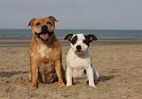 STAFFIE 275